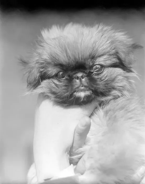 Framed Print : Pekingese Dog Framed Print : Pekingese Dog