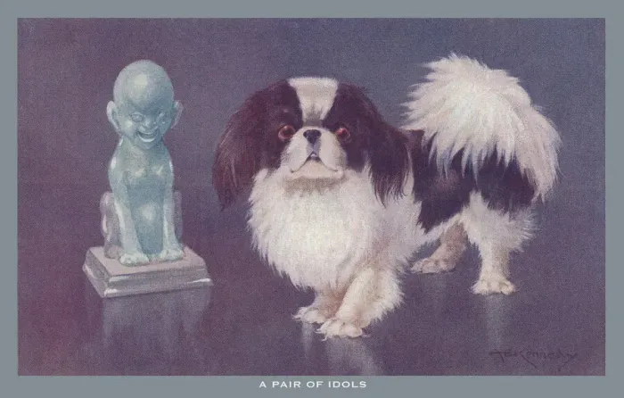 Framed Print : Pekingese Dog Framed Print : Pekingese Dog