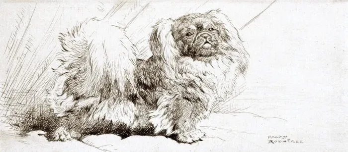 Framed Print : Pekingese dog by Harry Rountree Framed Print : Pekingese dog by Harry Rountree