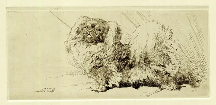Framed Print : Pekingese dog, by Harry Rountree Framed Print : Pekingese dog, by Harry Rountree