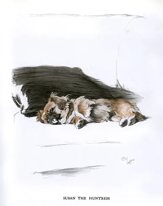 Framed Print : Pekingese dog lying on a sofa Framed Print : Pekingese dog lying on a sofa