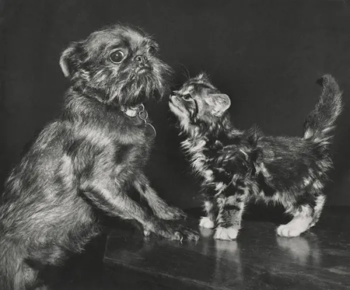 Framed Print : Pekingese dog and tabby kitten Framed Print : Pekingese dog and tabby kitten