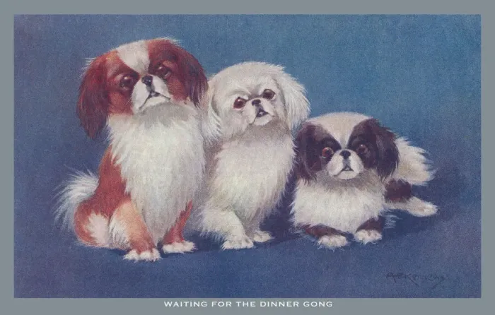 Framed Print : Pekingese Dogs Framed Print : Pekingese Dogs