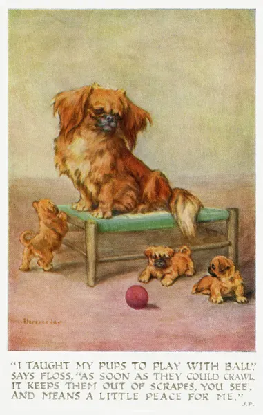 ペキニーズ書籍4冊セット 本 洋書 写真 pekingese PEKINGESE Pekingese with Puppies Print, c.1930. Art Prints, Posters