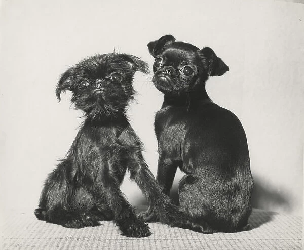 Two Pekingese puppies