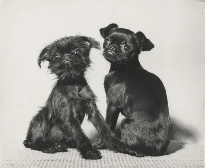 Framed Print : Two Pekingese puppies Framed Print : Two Pekingese puppies