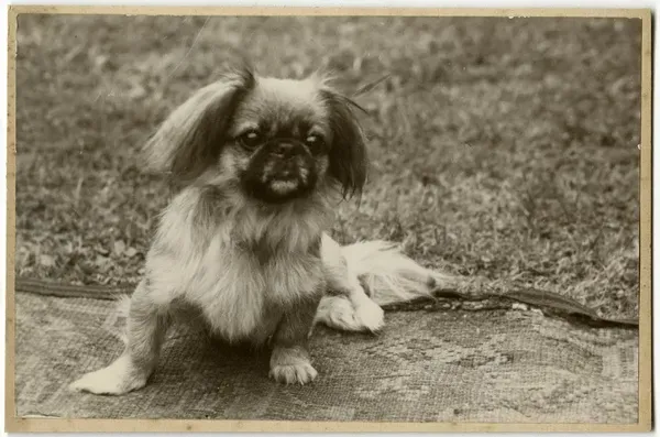 Pekingese Puppy in a Garden Print, circa 1920s. Art Prints