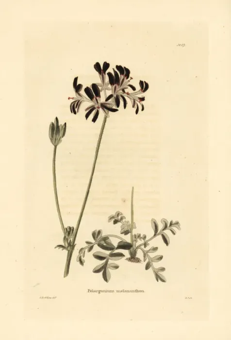 Framed Print : Pelargonium auritum Framed Print : Pelargonium auritum
