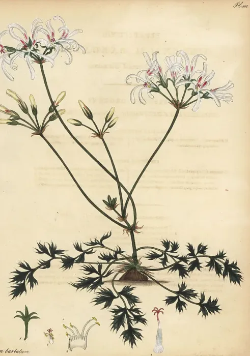 Framed Print : Pelargonium barbatum Framed Print : Pelargonium barbatum