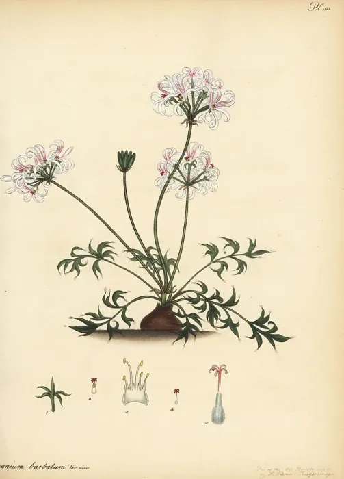 Framed Print : Pelargonium barbatum Framed Print : Pelargonium barbatum