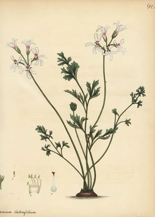 Framed Print : Pelargonium bubonifolium Framed Print : Pelargonium bubonifolium