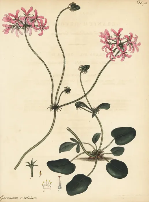 Framed Print : Pelargonium chelidonium Framed Print : Pelargonium chelidonium