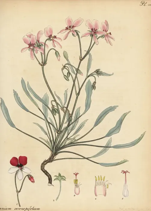 Framed Print : Pelargonium coronopifolium Framed Print : Pelargonium coronopifolium