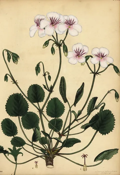 Framed Print : Pelargonium elegans, South Africa Framed Print : Pelargonium elegans, South Africa