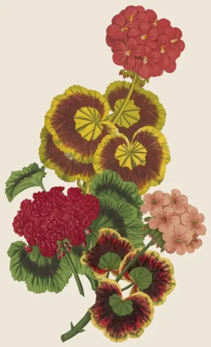 Framed Print : Pelargonium / Geranium Framed Print : Pelargonium / Geranium