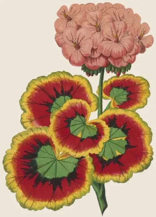 Framed Print : Pelargonium / Geranium Framed Print : Pelargonium / Geranium