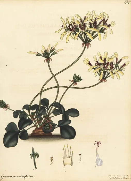 Framed Print : Pelargonium heterophyllum Framed Print : Pelargonium heterophyllum