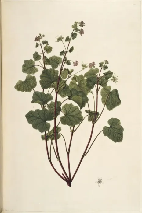 Framed Print : Pelargonium inodorum, scentless geranium Framed Print : Pelargonium inodorum, scentless geranium