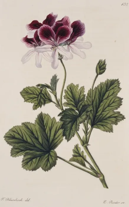 Framed Print : Pelargonium klierianum, geranium Framed Print : Pelargonium klierianum, geranium