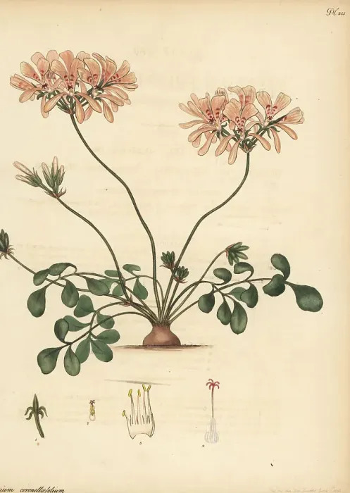 Framed Print : Pelargonium pinnatum Framed Print : Pelargonium pinnatum