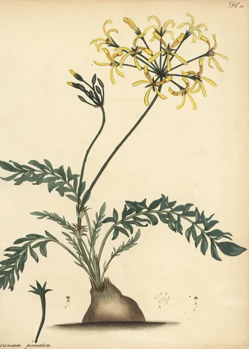 Framed Print : Pelargonium pinnatum Framed Print : Pelargonium pinnatum