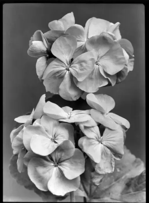 Framed Print : Pelargonium Sir Thomas Hanbury Framed Print : Pelargonium Sir Thomas Hanbury
