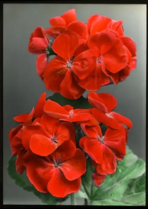 Framed Print : Pelargonium Sir Thomas Hanbury Framed Print : Pelargonium Sir Thomas Hanbury