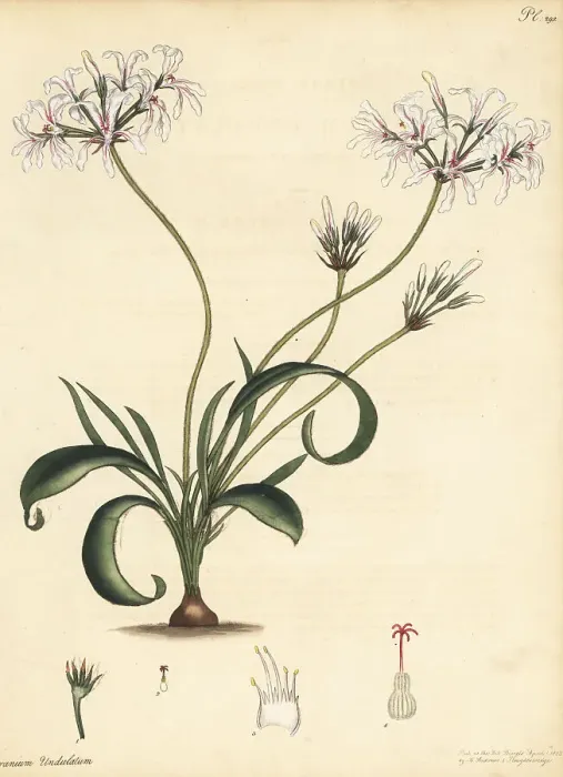 Framed Print : Pelargonium undulatum Framed Print : Pelargonium undulatum