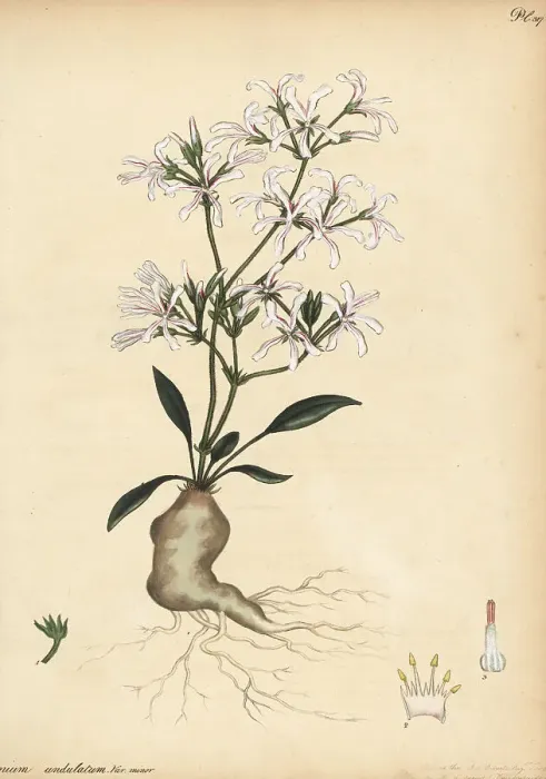 Framed Print : Pelargonium undulatum Framed Print : Pelargonium undulatum