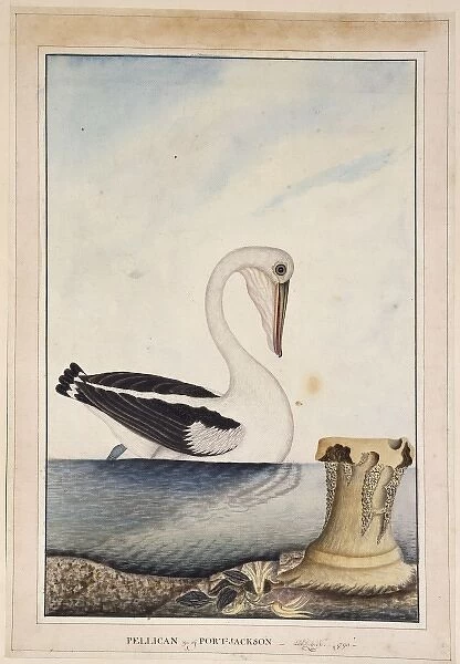 Pelecanus conspicillatus, white pelican