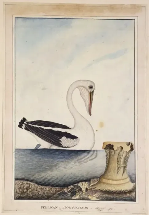 Framed Print : Pelecanus conspicillatus, white pelican