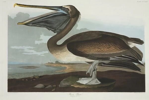Pelecanus occidentalis, brown pelican