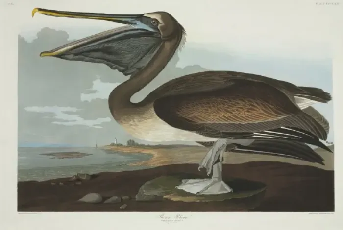 Framed Print : Pelecanus occidentalis, brown pelican Framed Print : Pelecanus occidentalis, brown pelican