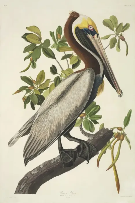 Framed Print : Pelecanus occidentalis, brown pelican Framed Print : Pelecanus occidentalis, brown pelican