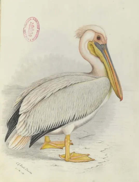Framed Print : Pelecanus onocrotalus, Great white pelican Framed Print : Pelecanus onocrotalus, Great white pelican
