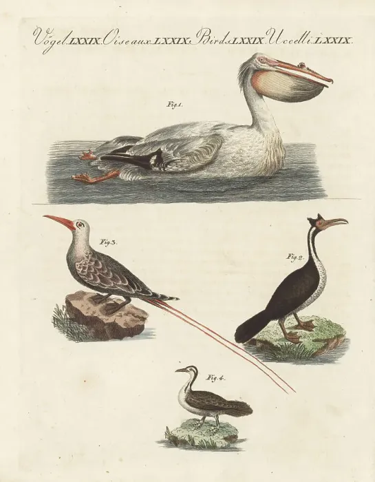 Framed Print : Pelican, cormorant, tropic bird and sungrebe Framed Print : Pelican, cormorant, tropic bird and sungrebe