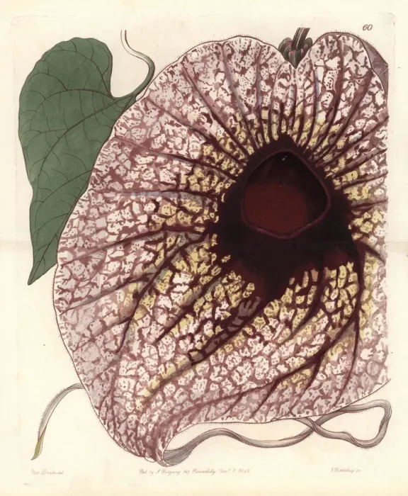 Framed Print : Pelican flower, Aristolochia grandiflora Framed Print : Pelican flower, Aristolochia grandiflora