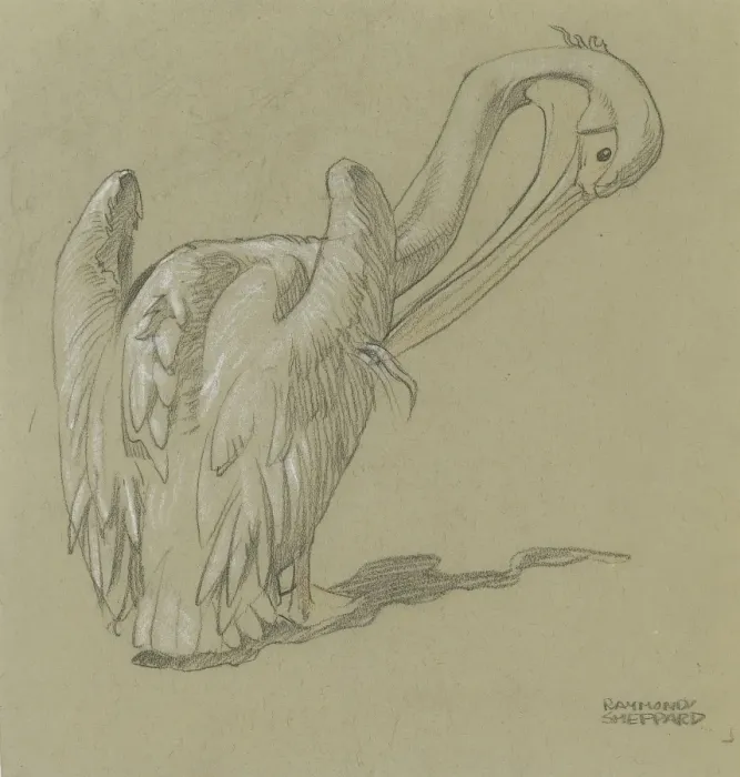 Framed Print : Pelican Studies Framed Print : Pelican Studies