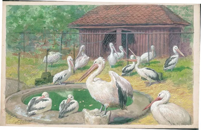 Framed Print : Pelicans at London Zoo Framed Print : Pelicans at London Zoo