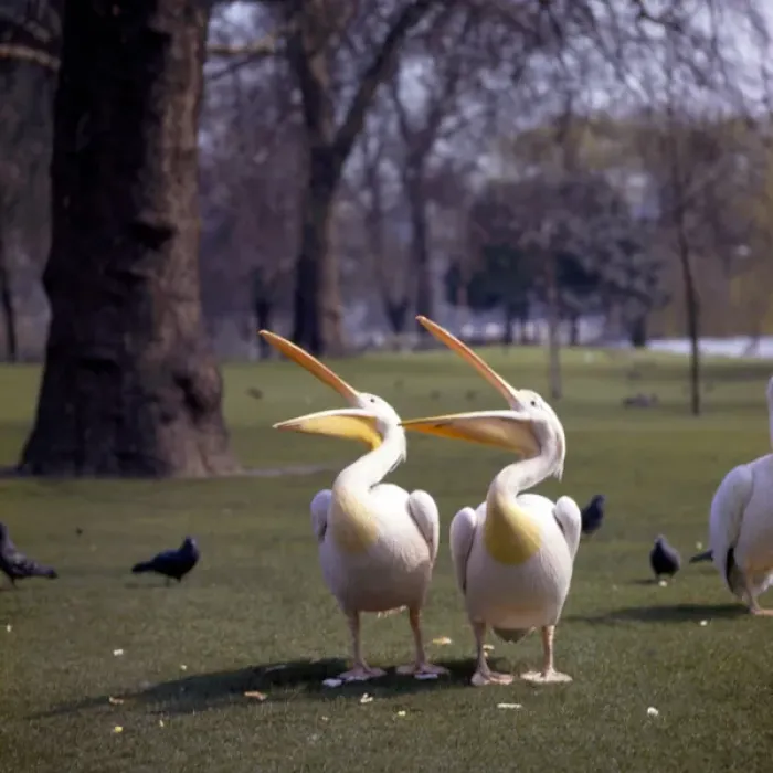 Framed Print : Two pelicans in a park Framed Print : Two pelicans in a park