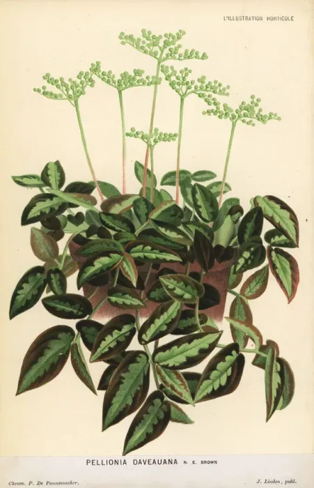 Framed Print : Pellionia repens foliage plant Framed Print : Pellionia repens foliage plant