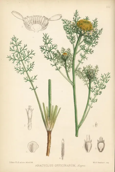 Framed Print : Pellitory, Anacyclus pyrethrum Framed Print : Pellitory, Anacyclus pyrethrum