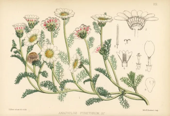 Framed Print : Pellitory of Spain, Anacyclus pyrethrum Framed Print : Pellitory of Spain, Anacyclus pyrethrum