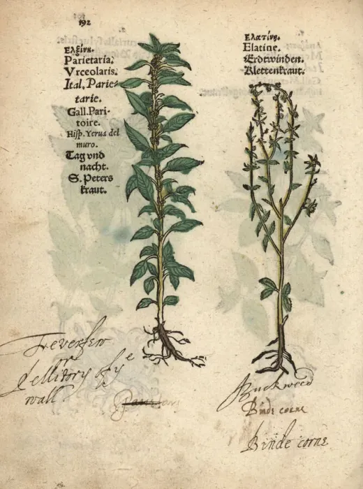 Framed Print : Pellitory of the wall, Parietaria officinalis Framed Print : Pellitory of the wall, Parietaria officinalis