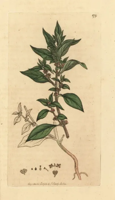 Framed Print : Pellitory of the wall, Parietaria officinalis Framed Print : Pellitory of the wall, Parietaria officinalis