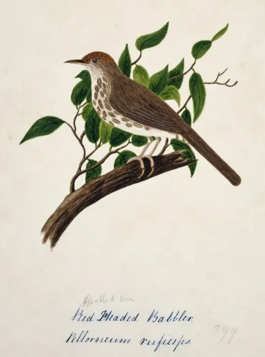 Framed Print : Pellorneum ruficeps, puff-throated babbler Framed Print : Pellorneum ruficeps, puff-throated babbler