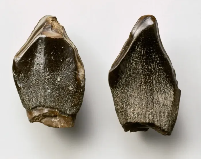 Framed Print : Pelorosaurus teeth Framed Print : Pelorosaurus teeth