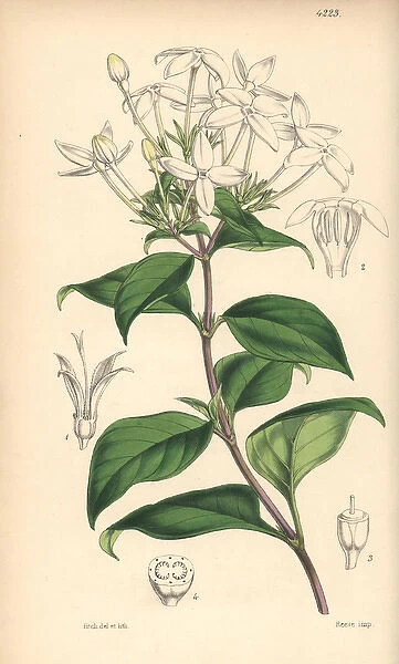 Peltale ariopsis, Ariopsis peltata
