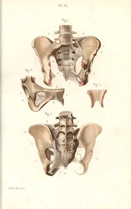 Framed Print : Pelvis front and back Framed Print : Pelvis front and back