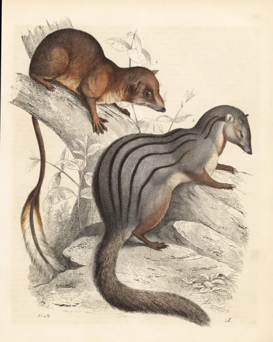 Framed Print : Pen-tailed treeshrew 1 and narrow-striped Framed Print : Pen-tailed treeshrew 1 and narrow-striped